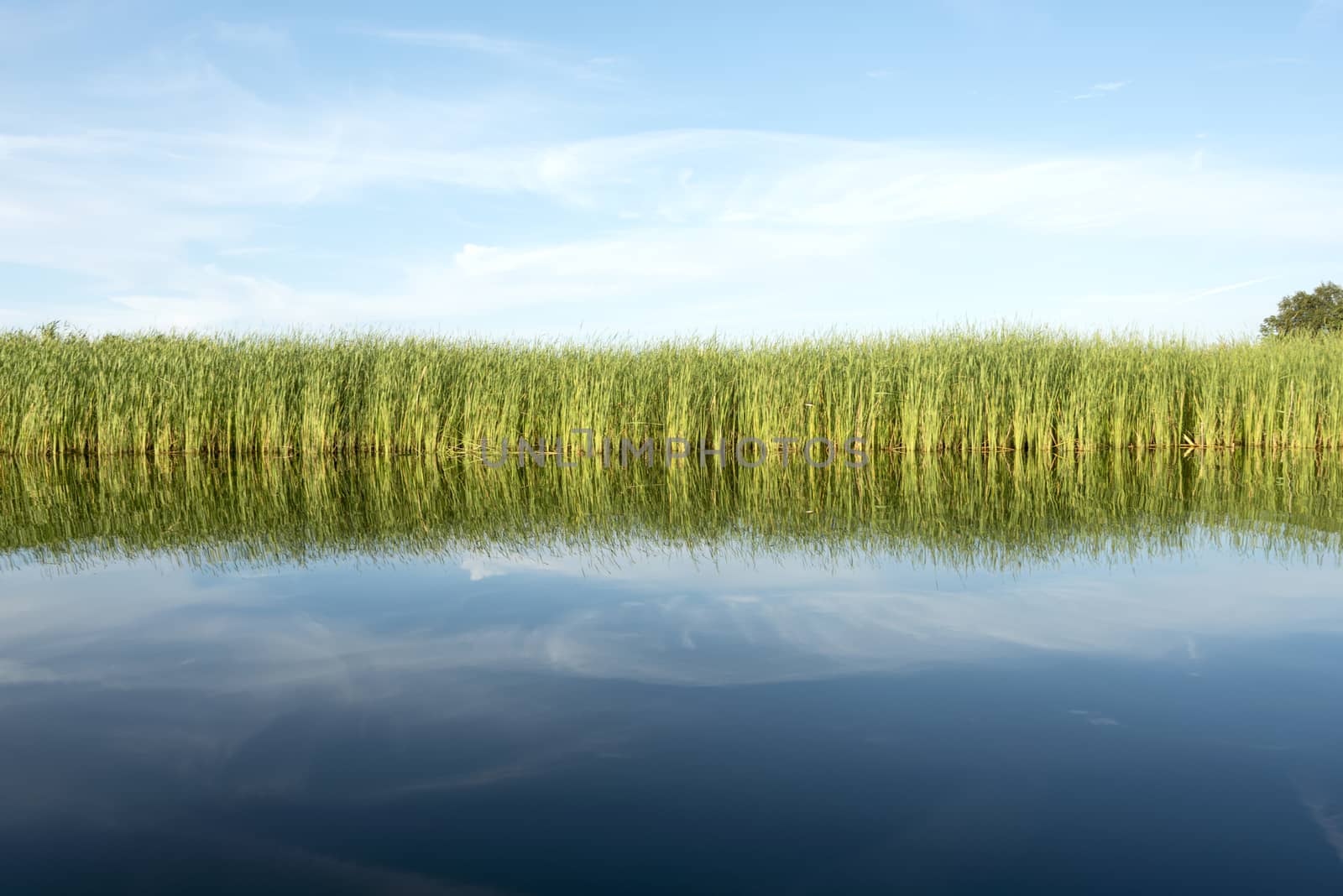 green grass with blue water in the lake and summer sky above