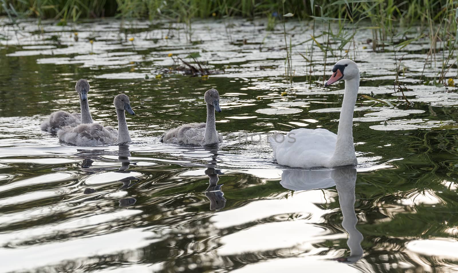 family swan in the water by compuinfoto
