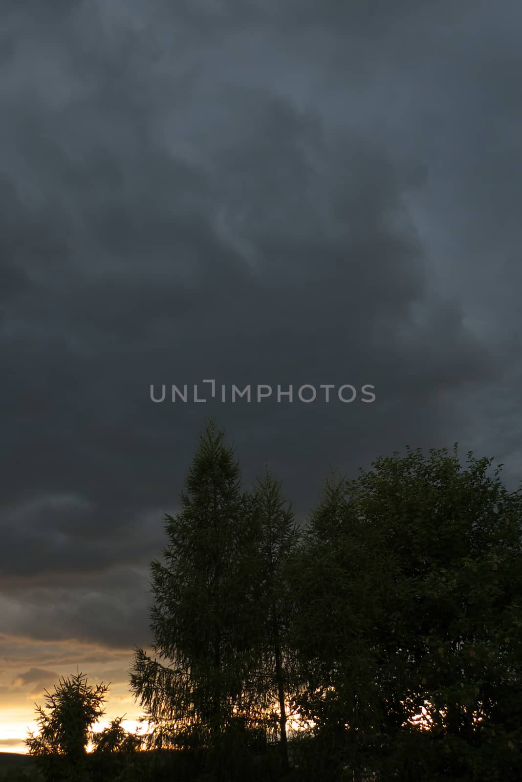 Forest with stormy clouds