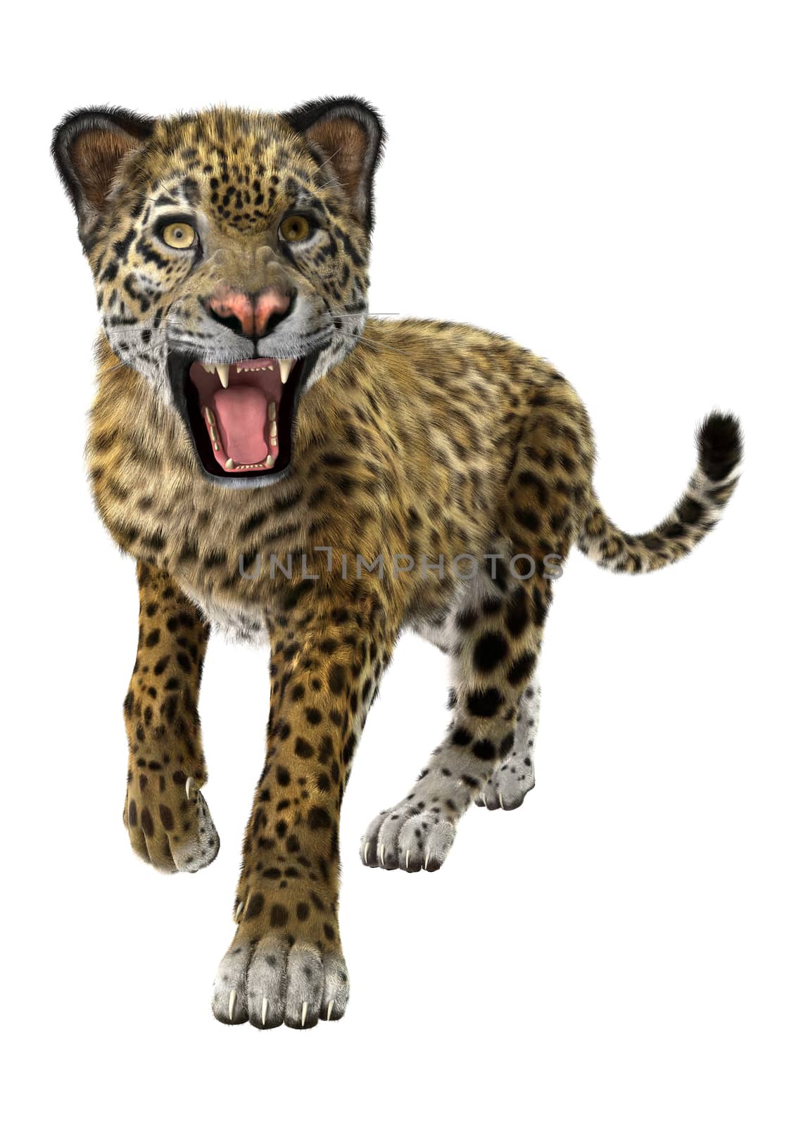 3D digital render of a big cat jaguar resting isolated on white background