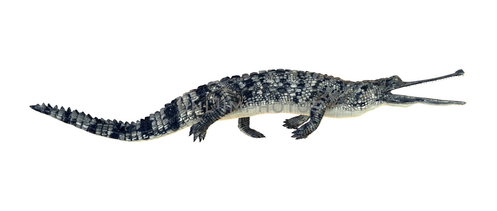 3D digital render of a gharial or Gavialis gangeticus, or gavial, or fish-eating crocodile isolated on white background