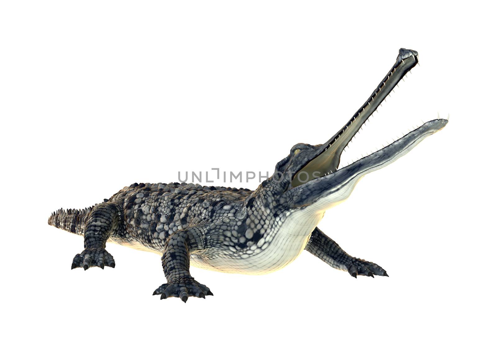 3D digital render of a gharial or Gavialis gangeticus, or gavial, or fish-eating crocodile isolated on white background