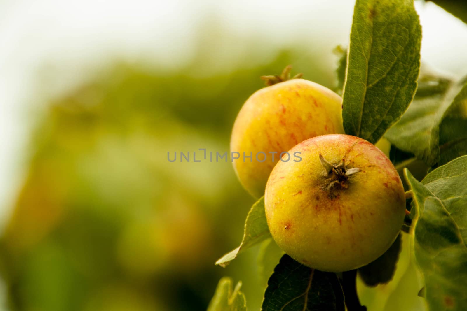 apples on a branch ready to be harvested, outdoors, selective focus