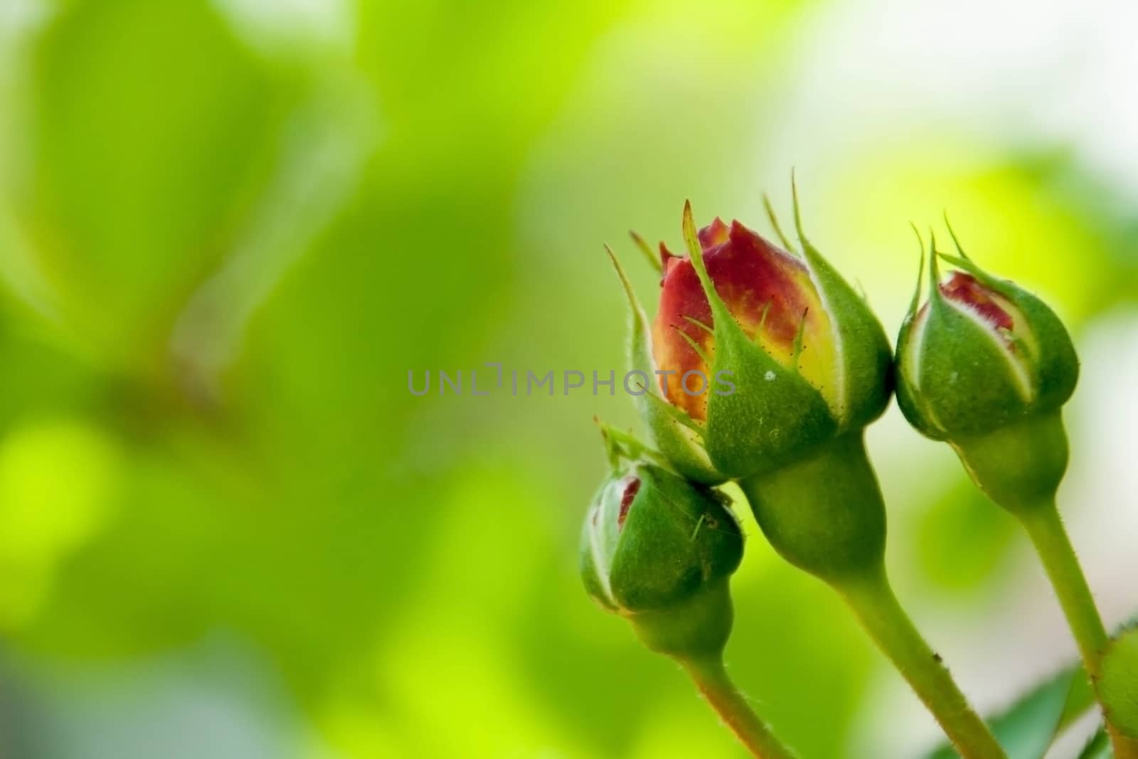 Red Rose on the Branch in a Garden