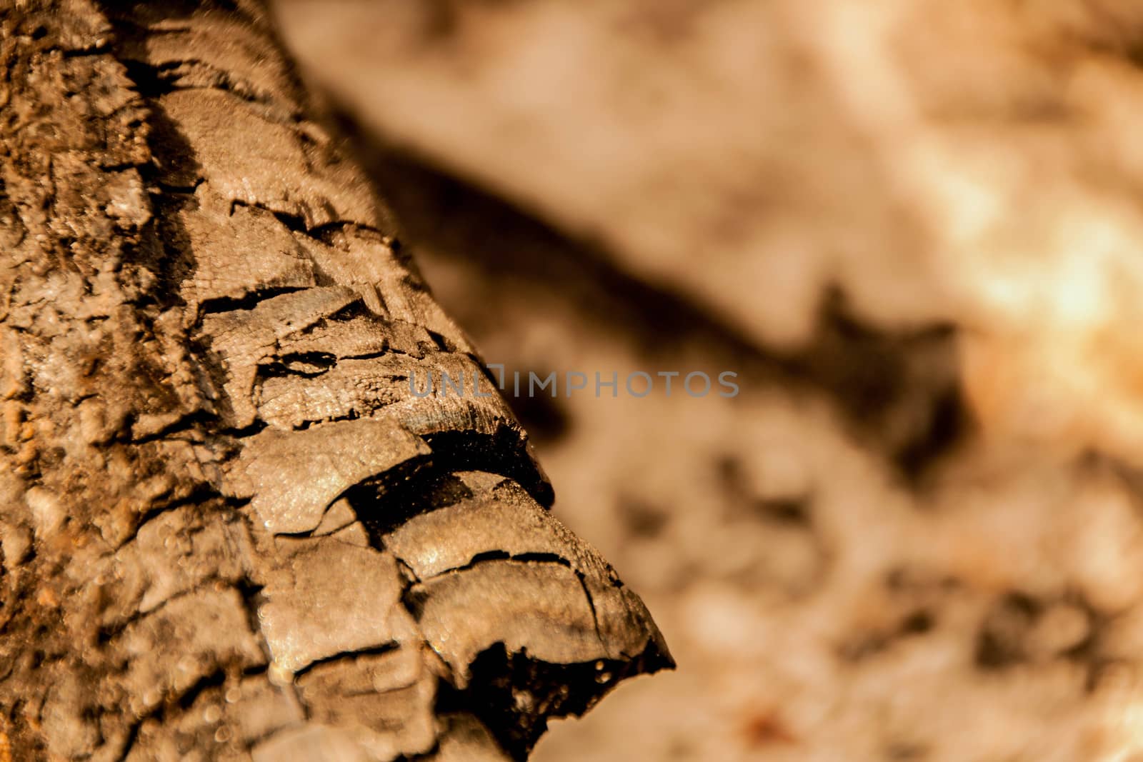 Burnt wooden log on a natural background by alexx60