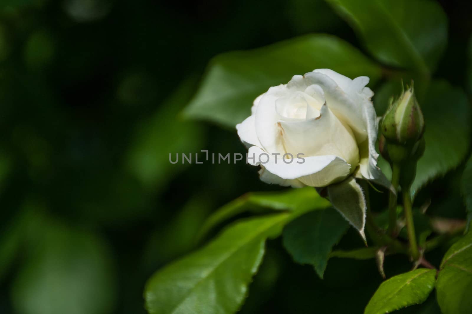white Rose on the Branch in a Garden