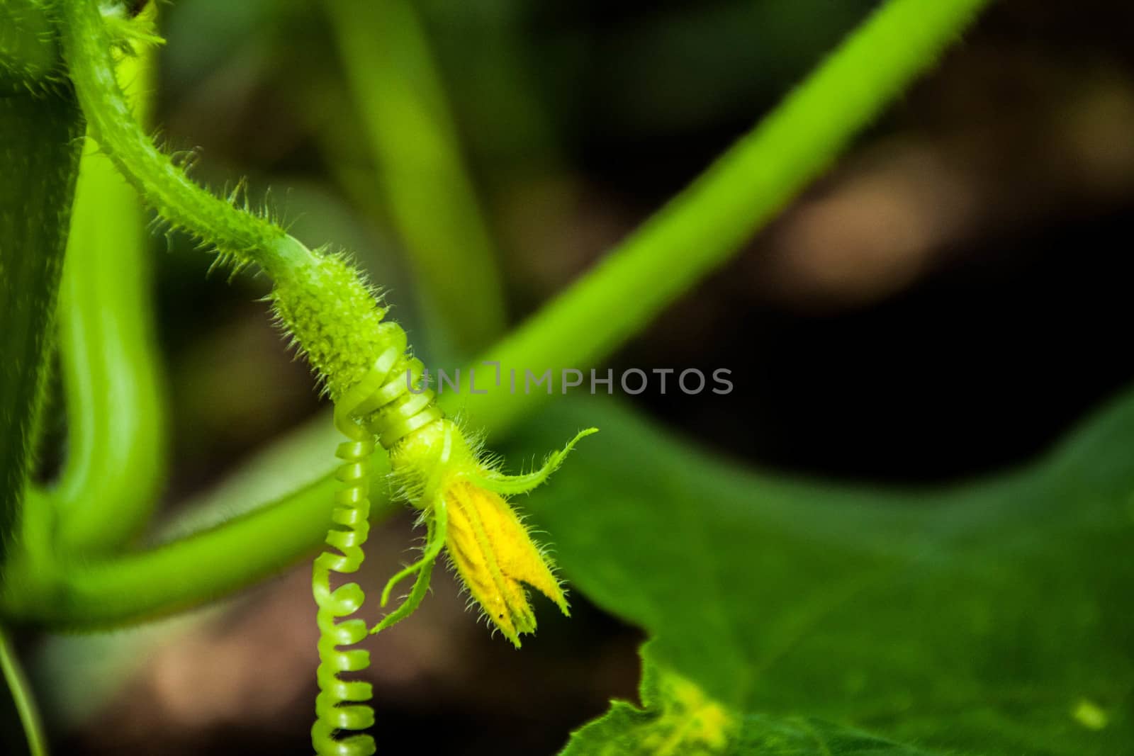 small cucumber grows on a natural background