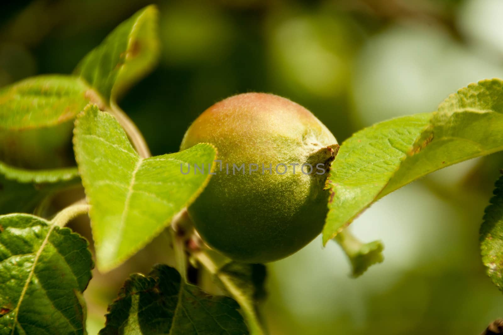 Green apples on a branch ready to be harvested, outdoors by alexx60