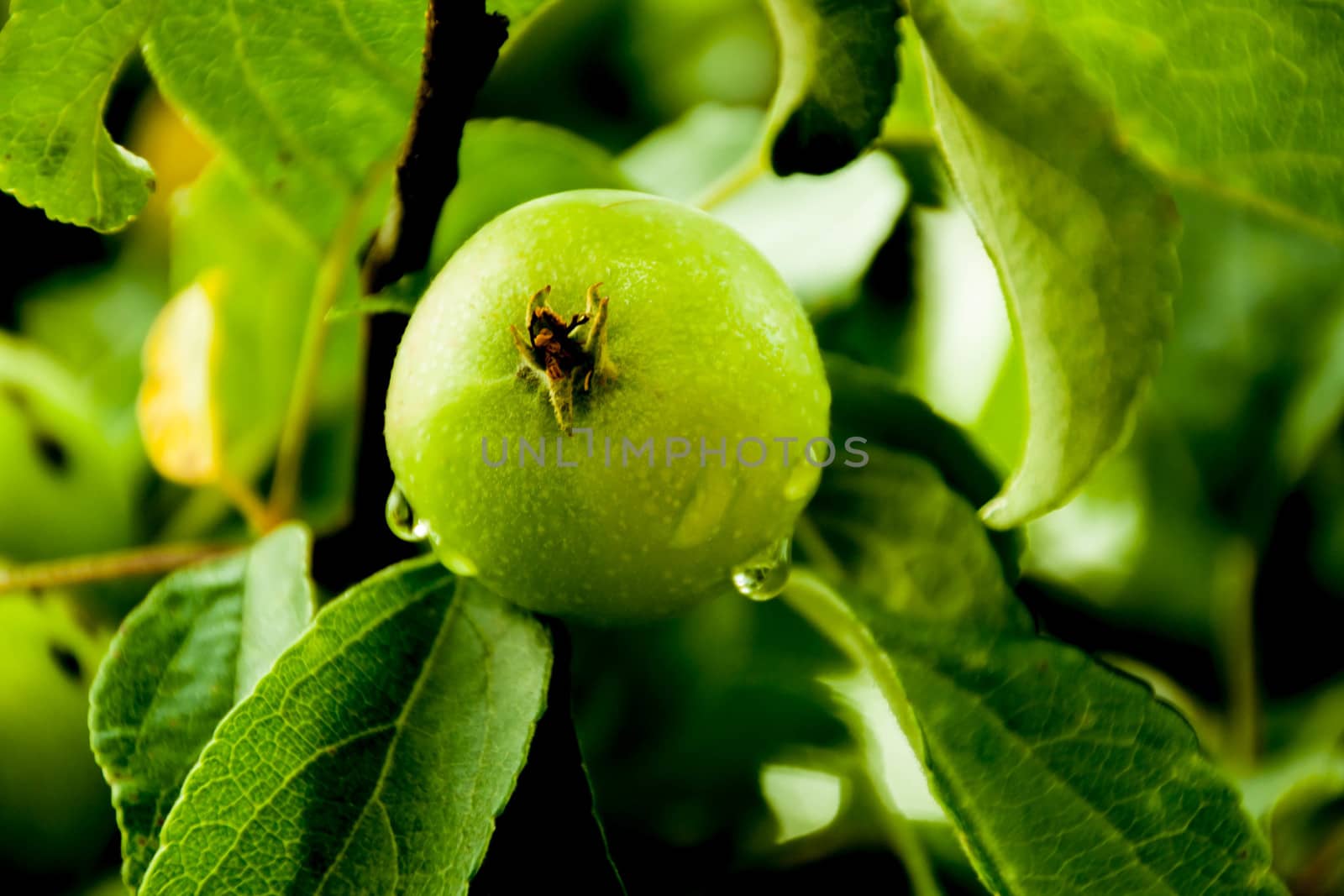 Green apples on a branch ready to be harvested, outdoors by alexx60