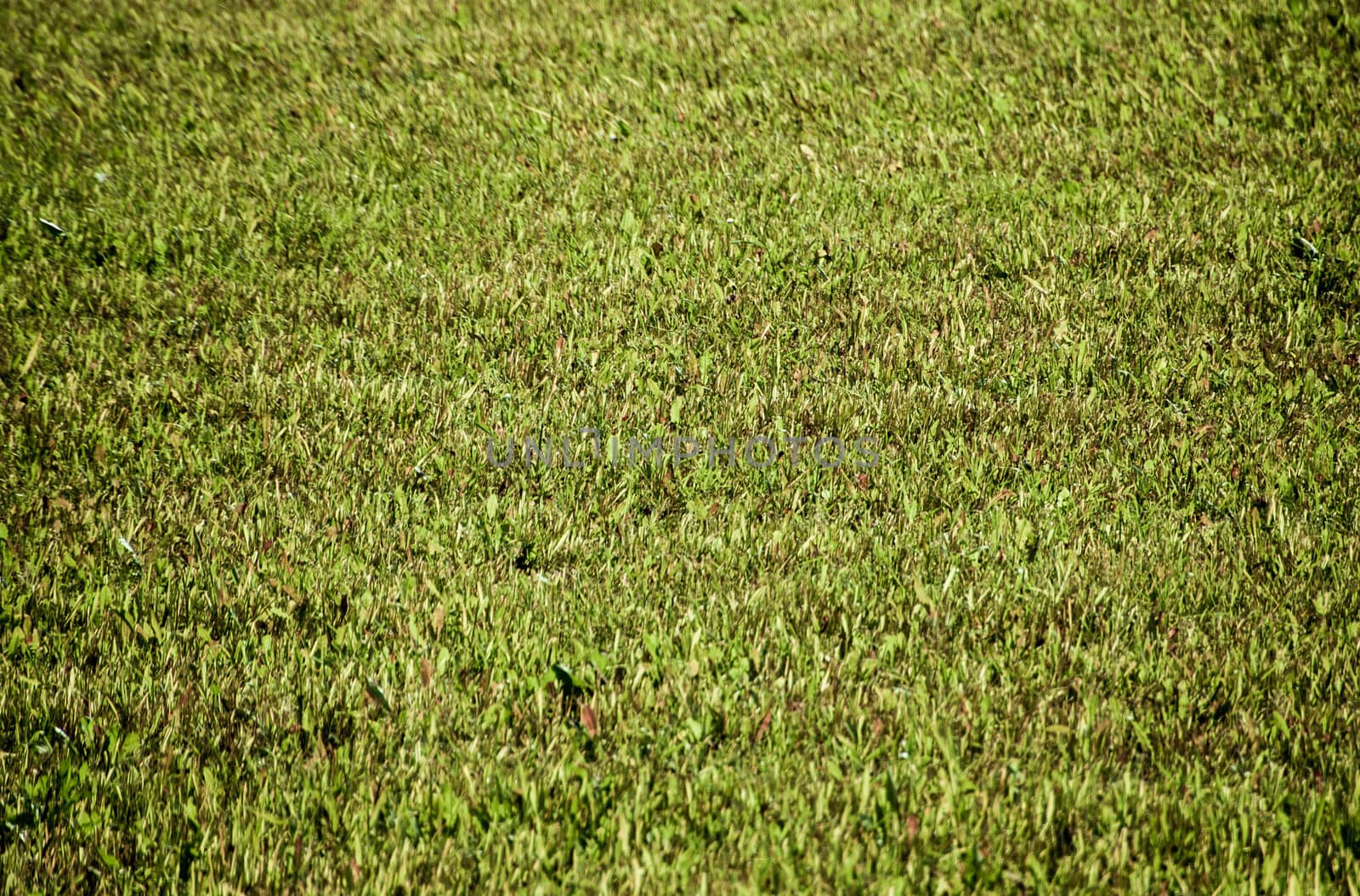 picturesque rolling hills of green fields of wheat