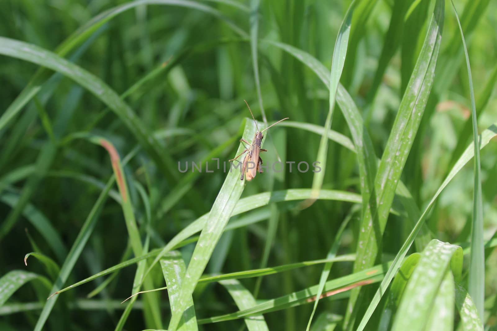Grasshopper by nurjan100