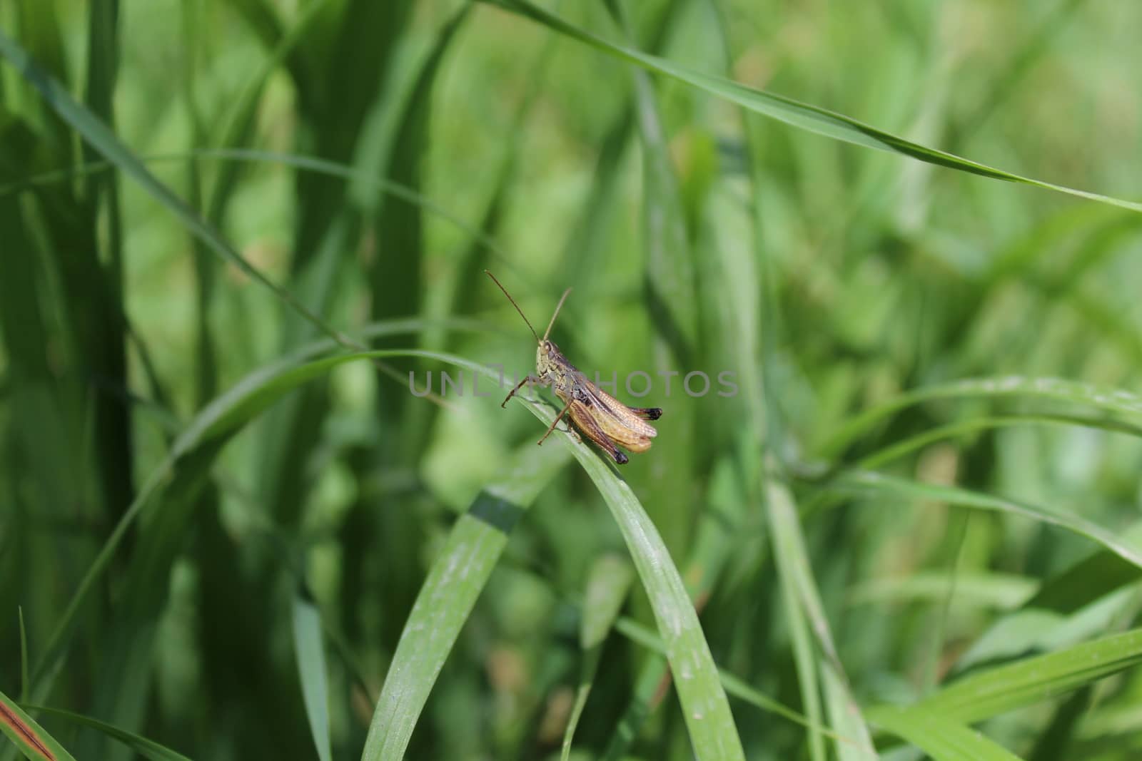 Grasshopper hiding in the green grass.