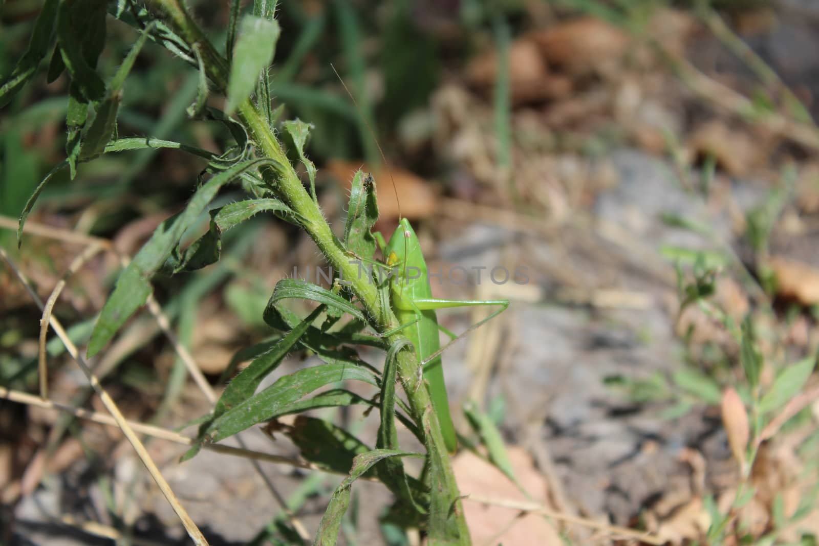 Grasshopper hiding in the green grass.