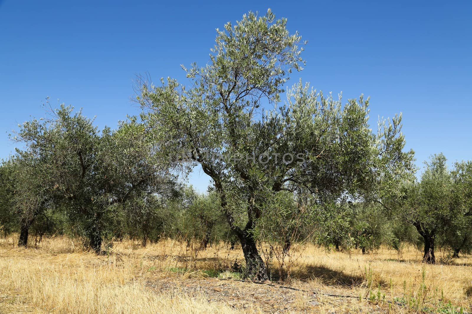 Classical rural landscape with olive trees garden