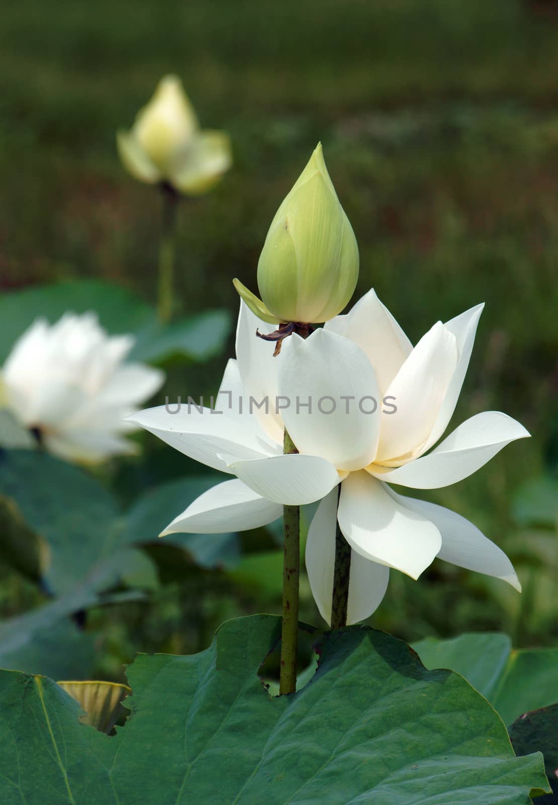 Vietnamese flower, white lotus flower by xuanhuongho