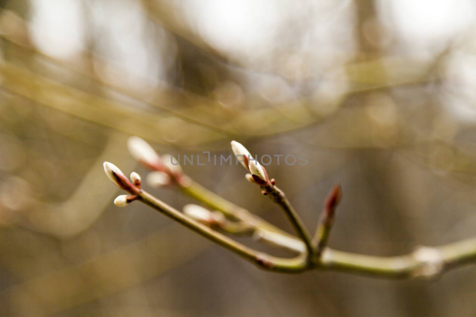 Young leaves on trees by selezenj