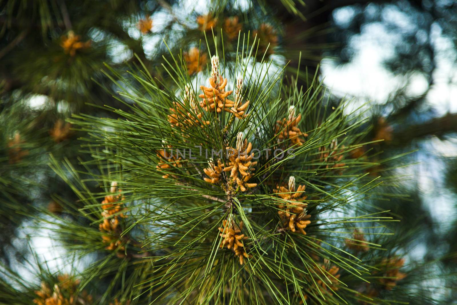 The southern pine started raising the small cones in the spring