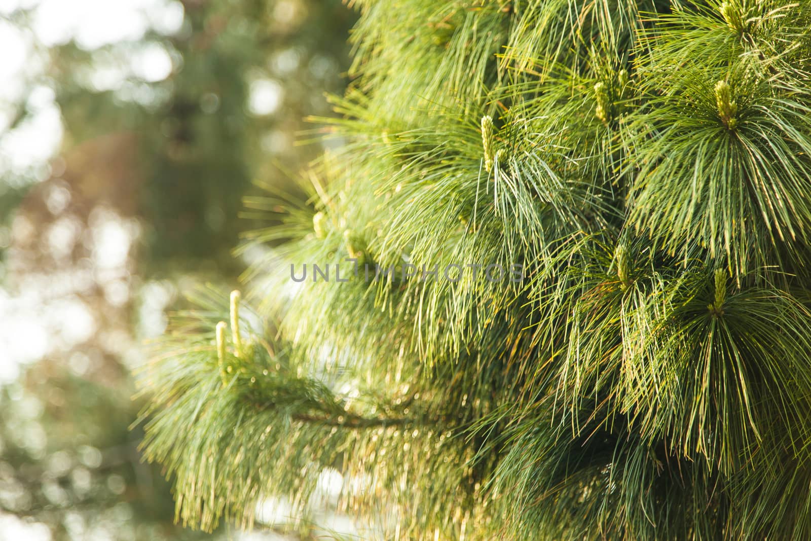 The southern pine started raising the small cones in the spring