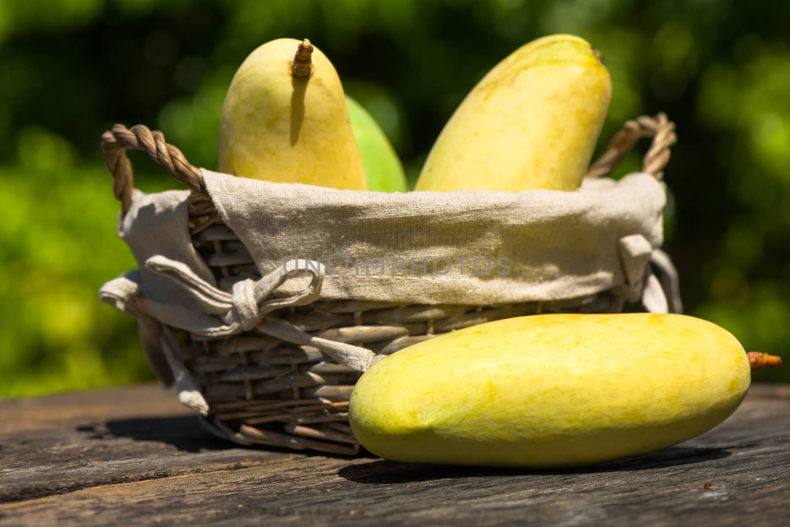 a basket of freshly picked mangos