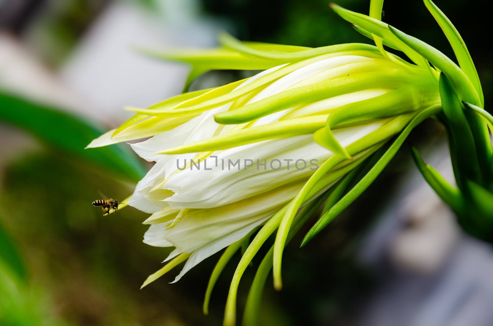 Dragon fruit flowers blooming with bee nectar - hylocereus cactaceae