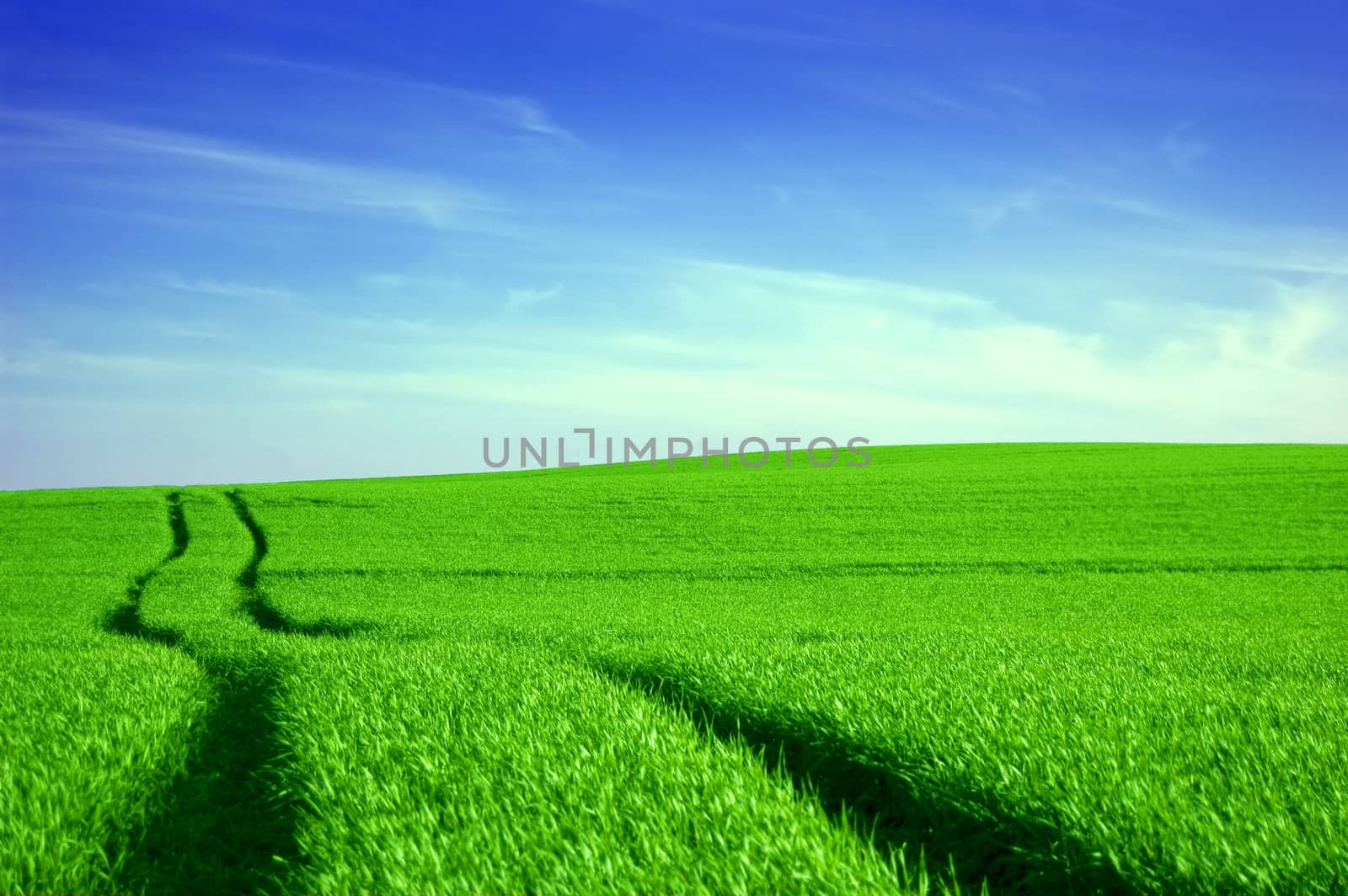 Green field and blue sky conceptual image. Picture of green field and sky in summer.