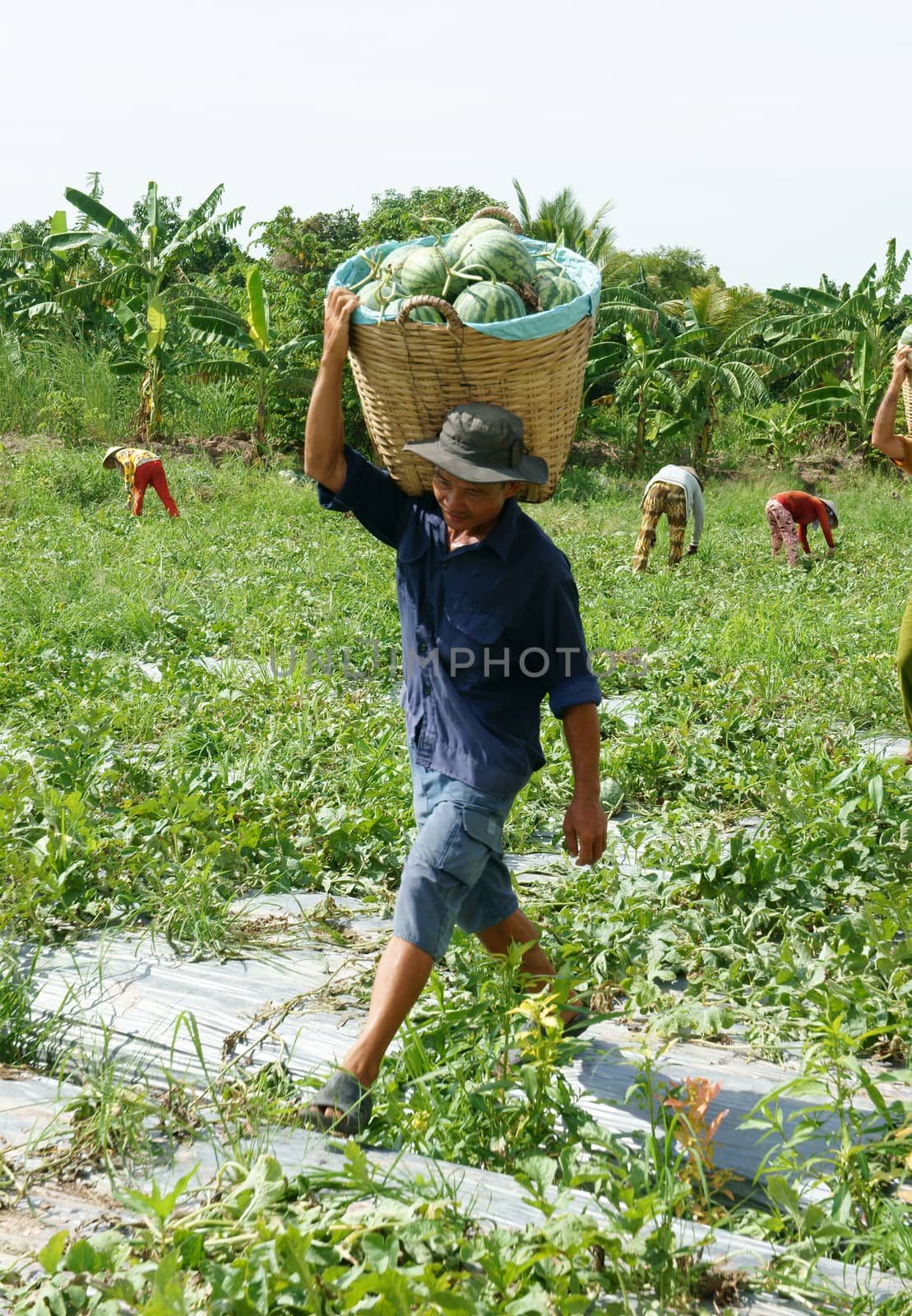 Asian farmer, agriculture field, Vietnamese, watermelon by xuanhuongho