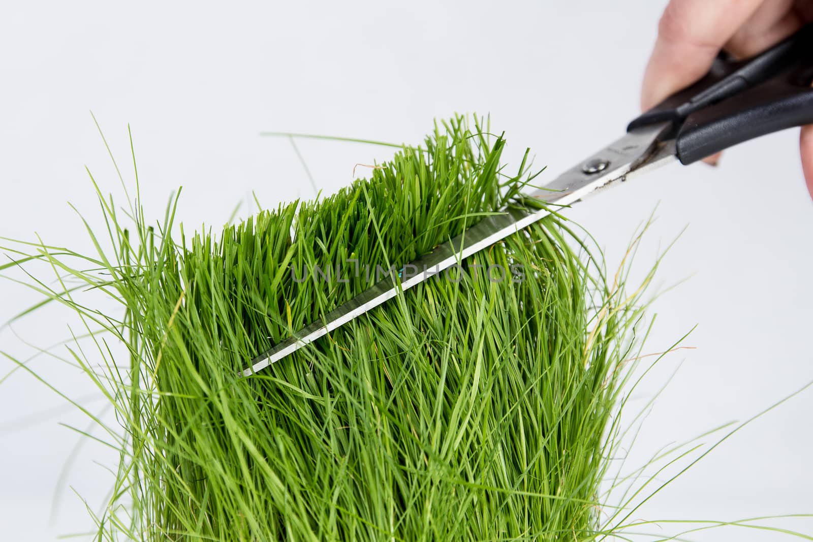 Cutting green grass with scissors