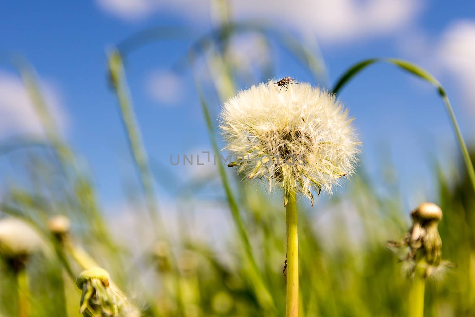 beautiful photo of dandelion with bug sitting on it