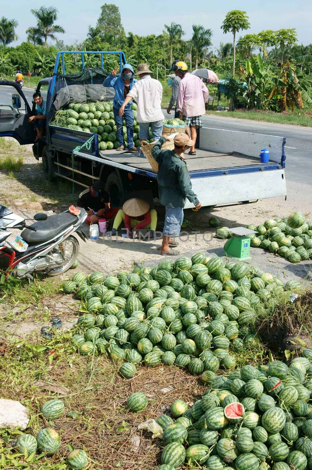 DONG THAP, VIET NAM- JULY 27: Group of Asian farmer working on agriculture field, Vietnamese man harvesting watermelon on water melon plantation to sale for trader, Dongthap, Vietnam, July 27, 2015