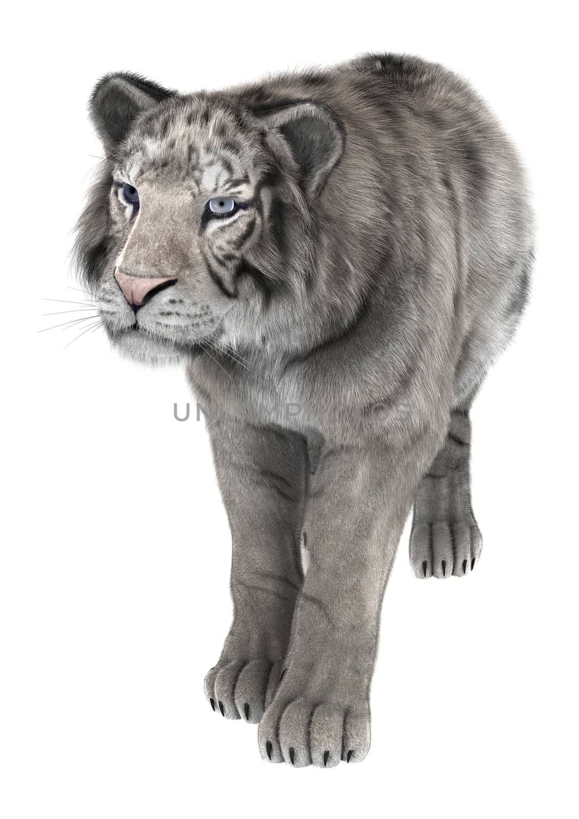 3D digital render of a white tiger isolated on white background