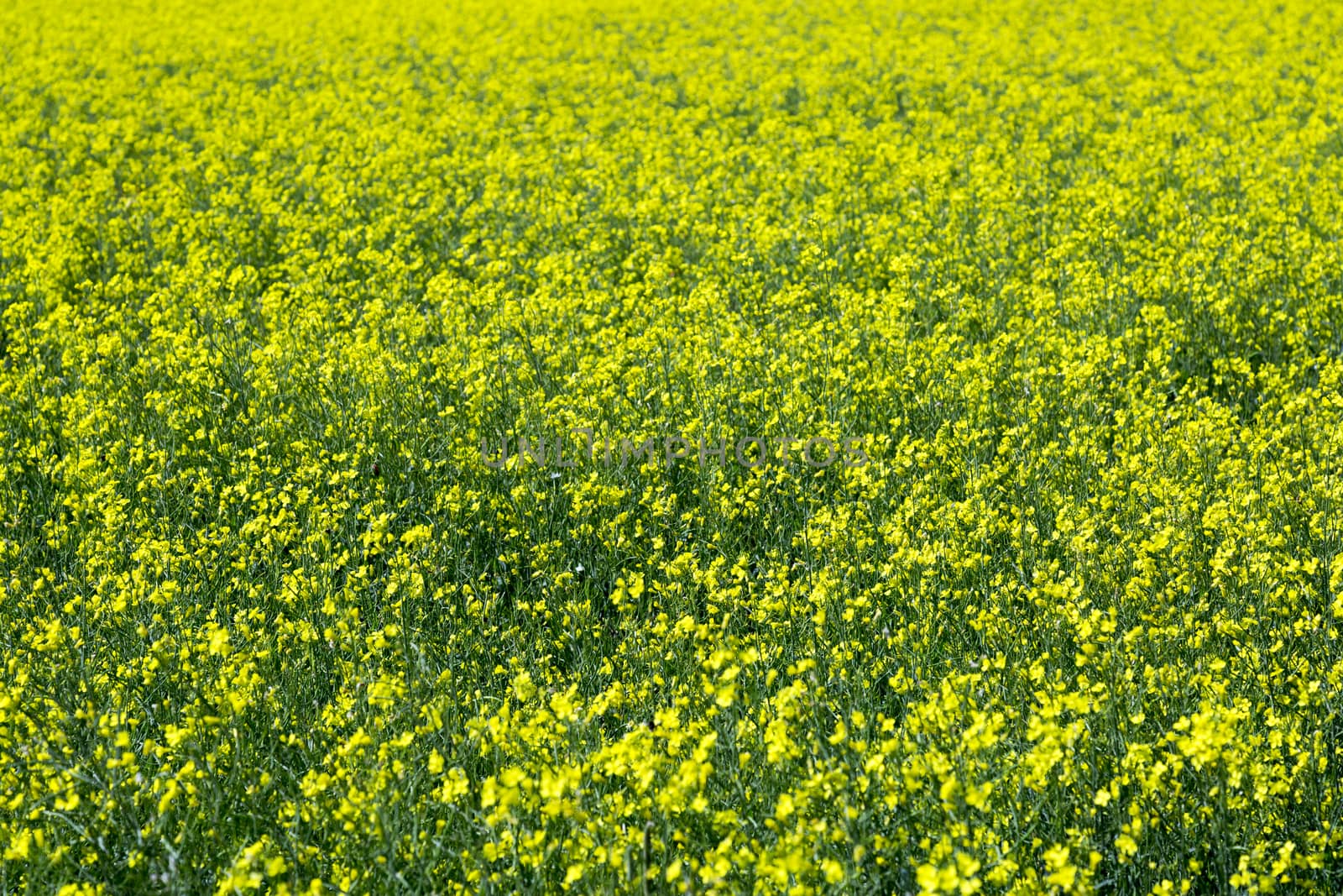 Entire Field of Rapeseed blossoming in yellow flowers.
