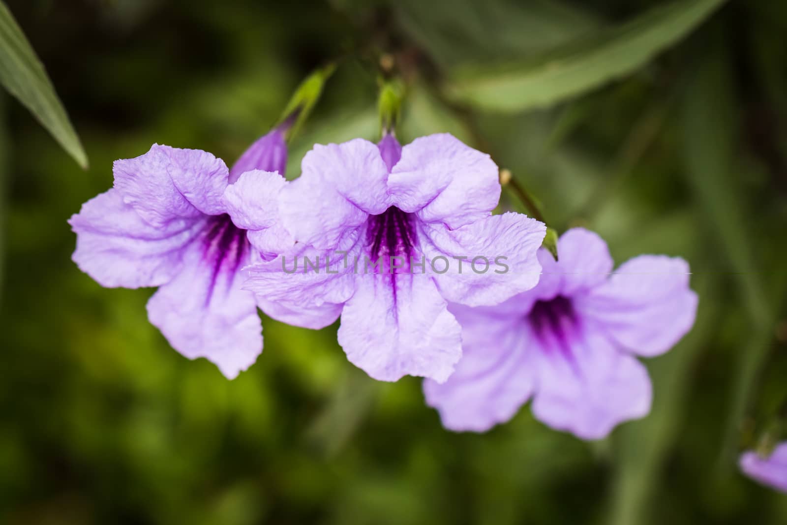 Close up focus in bright purple flowers on a green and yellow background