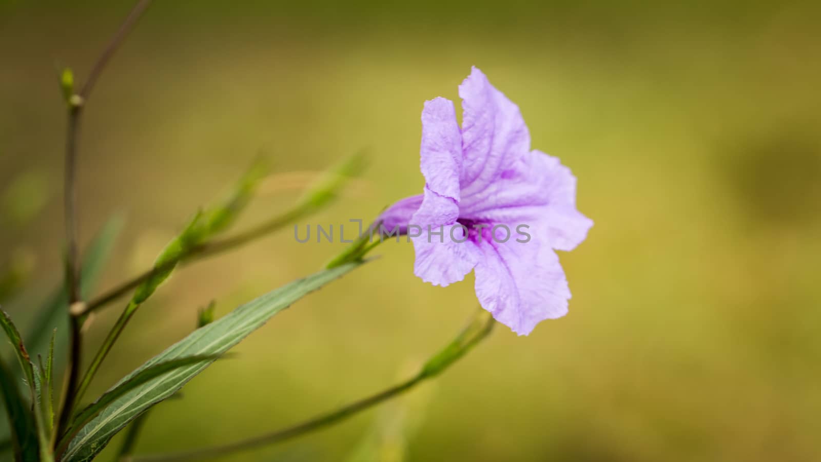 Close up focus in bright purple flowers on a green and yellow background