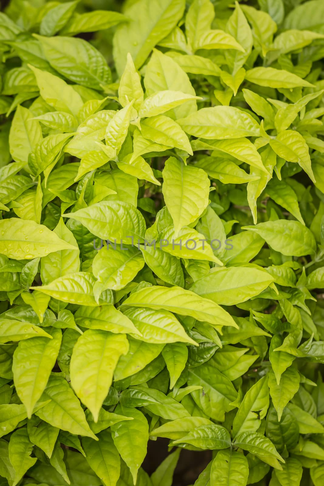 Tiny green leaves background.