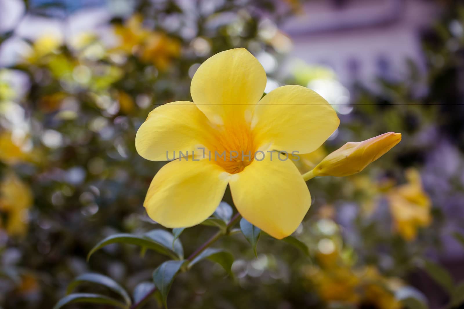 Close up focus in Allamanda yellow flower by mingman