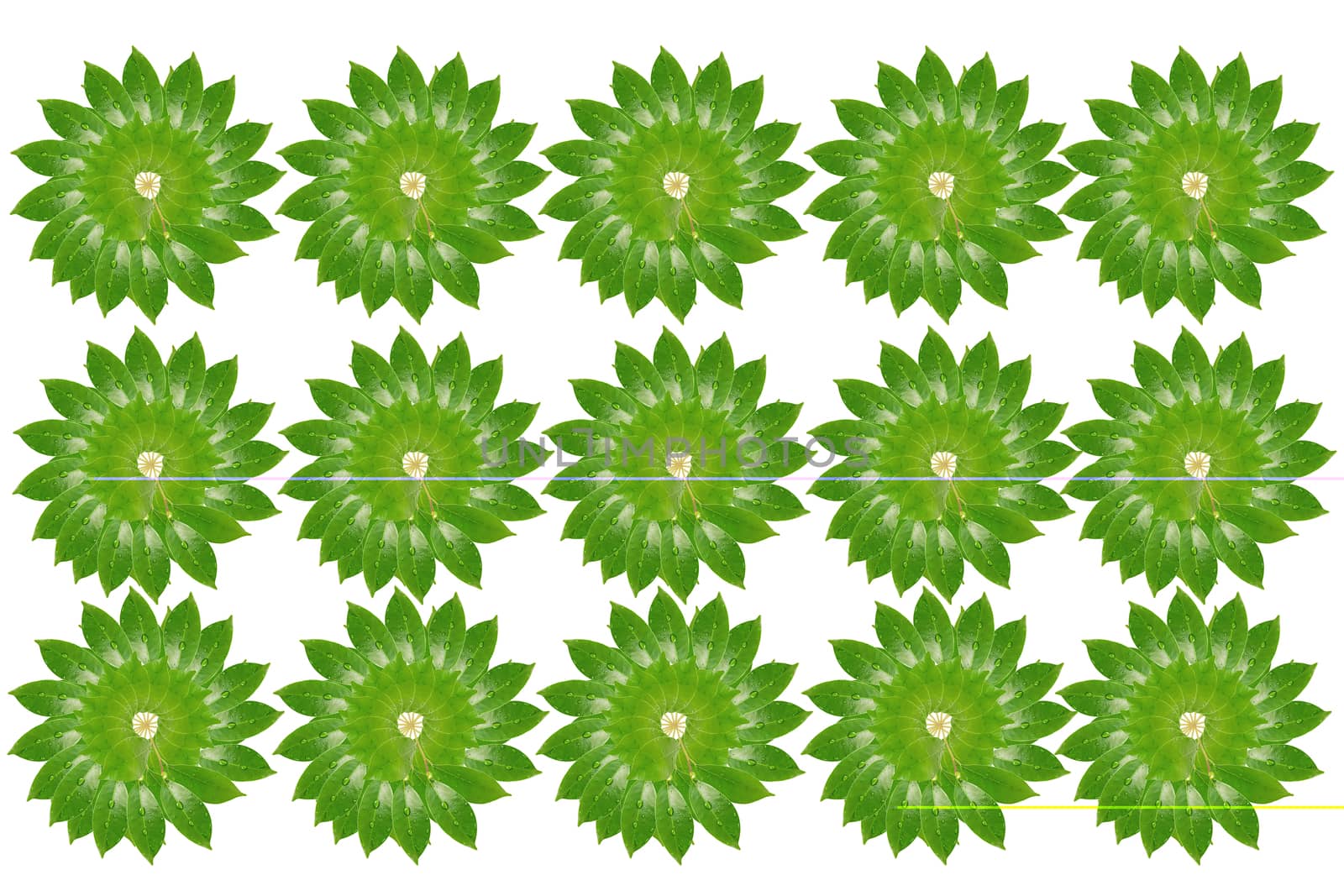 Citrus leaves with drops isolated on a white background