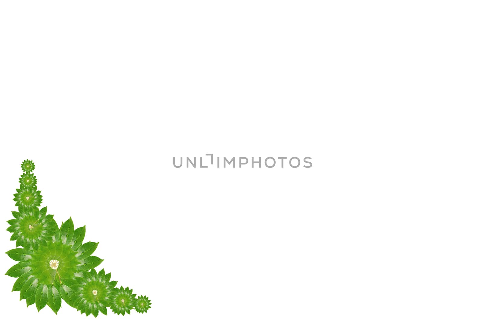 Citrus leaves with drops isolated on a white background