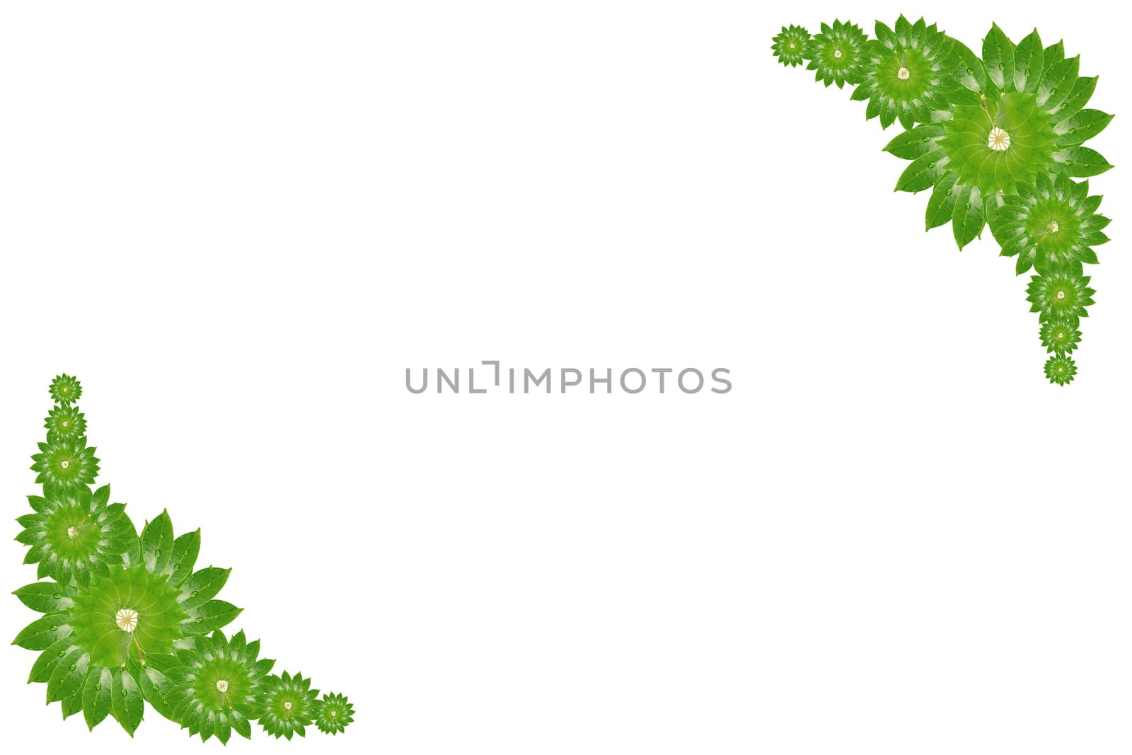 Citrus leaves with drops isolated on a white background