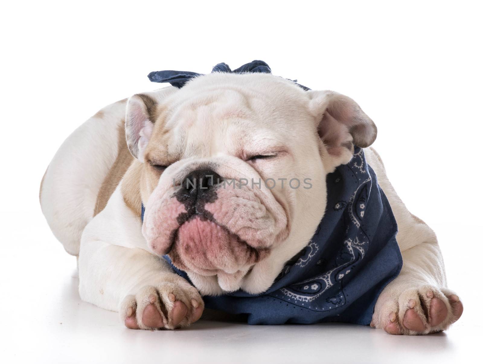 cute puppy - bulldog puppy wearing blue bandanna on white background