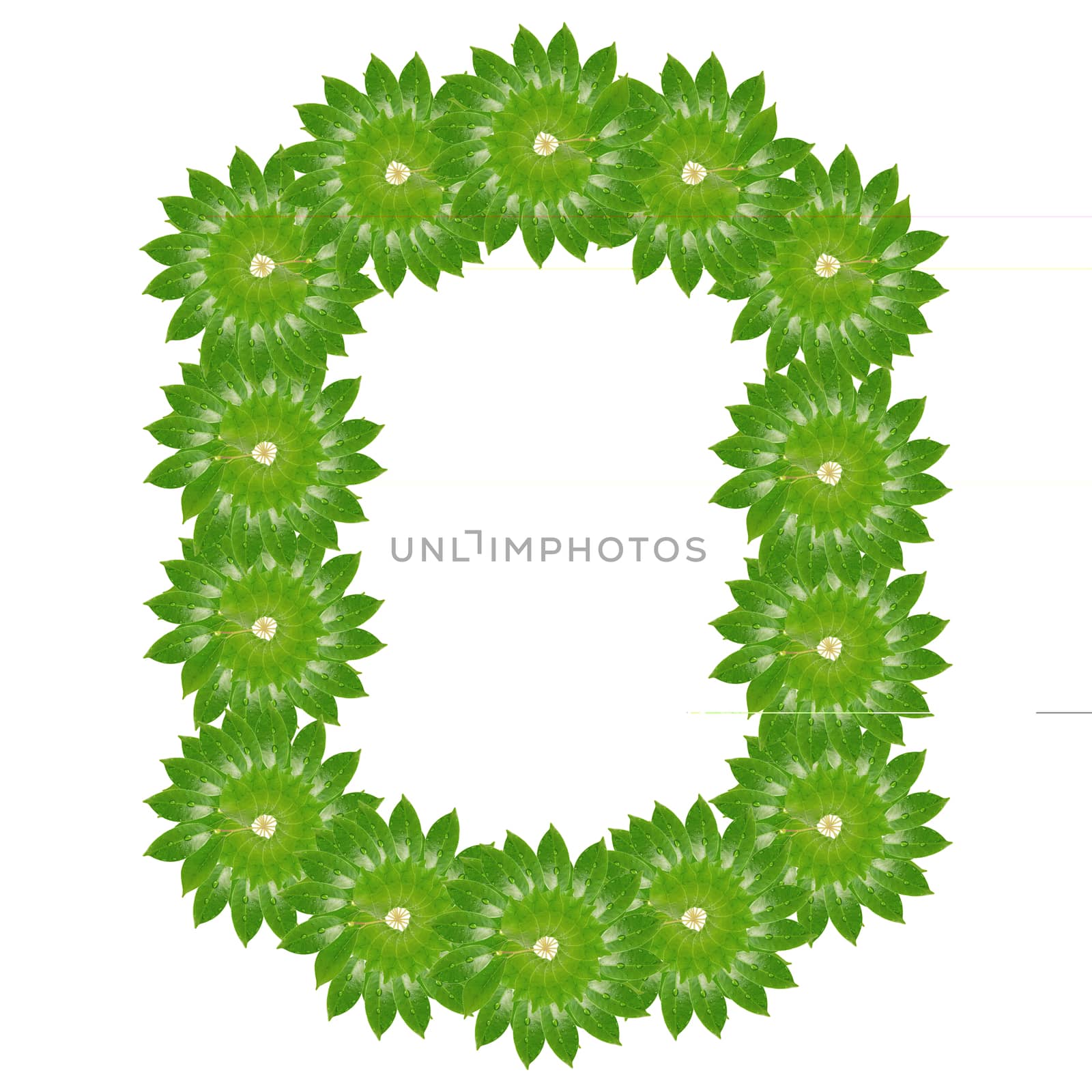 Citrus leaves with drops isolated on a white background