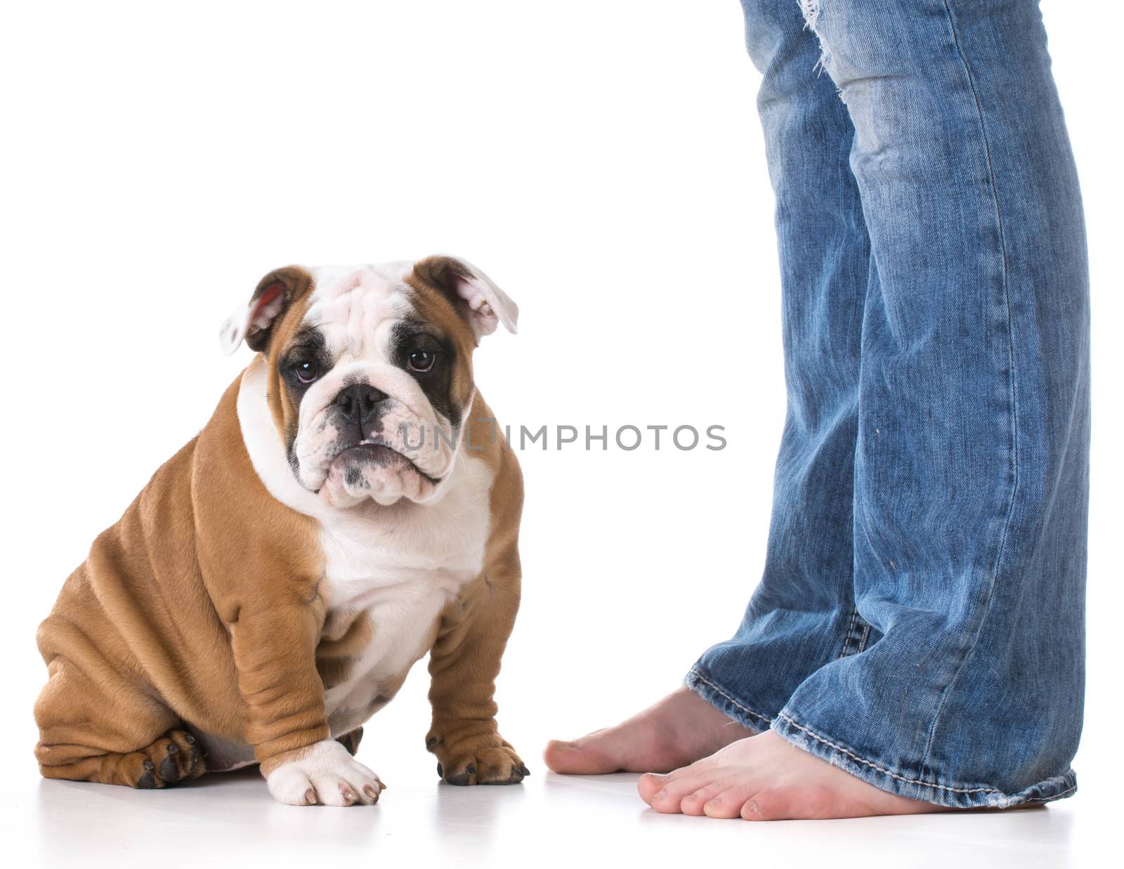 woman's legs with puppy sitting at her feet - bulldog