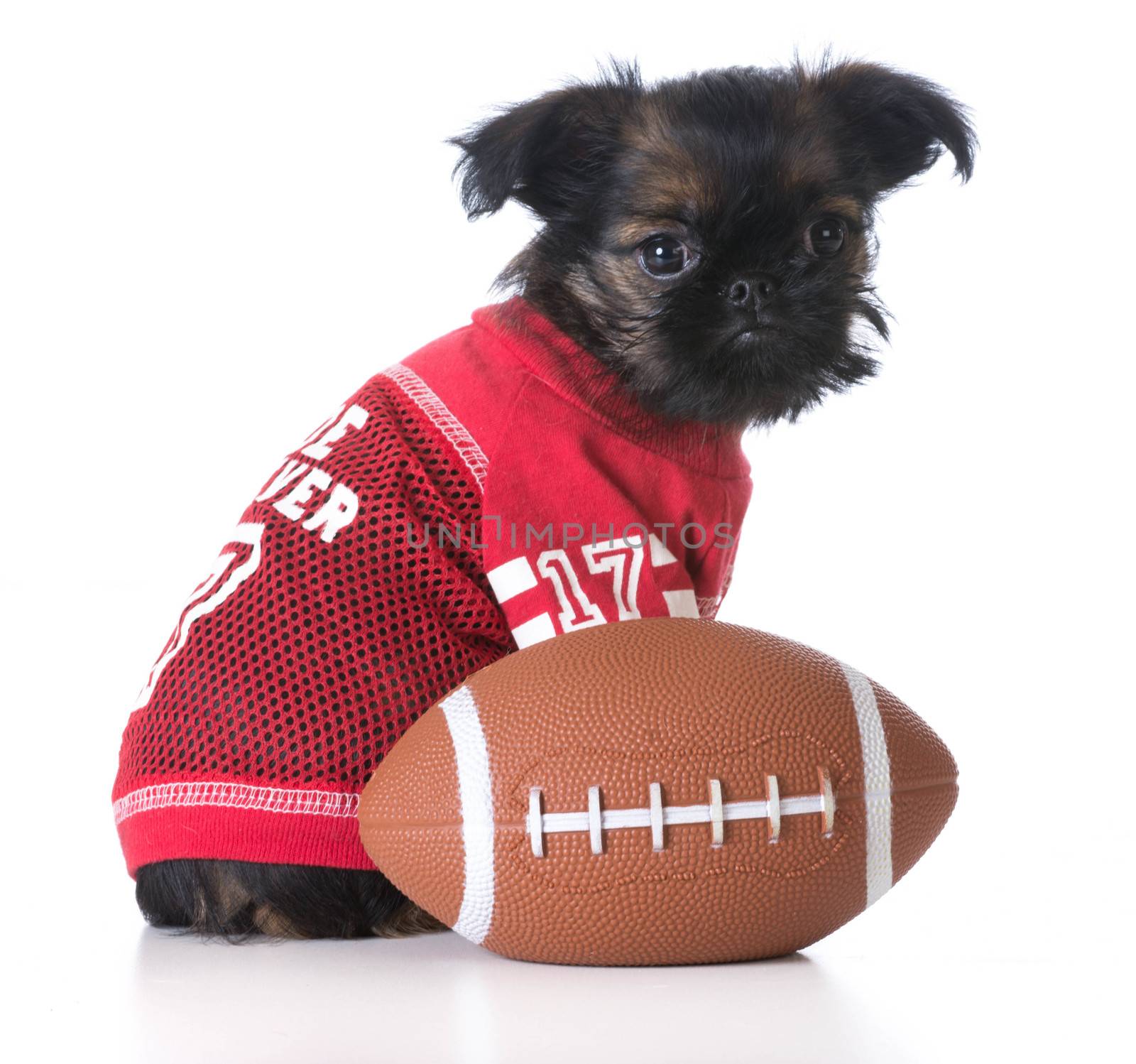 sports hound - brussels griffon wearing sports jersey sitting beside football