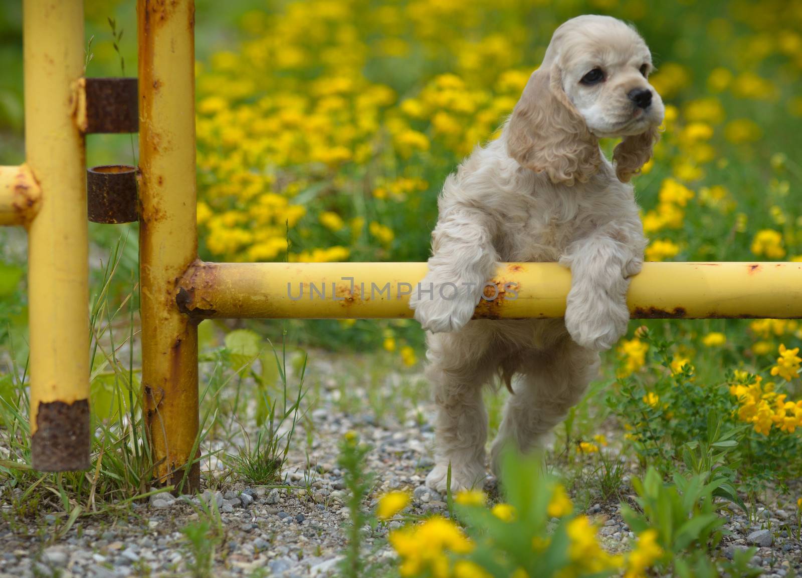 cute puppy - american cocker spaniel puppy with paws on metal fence