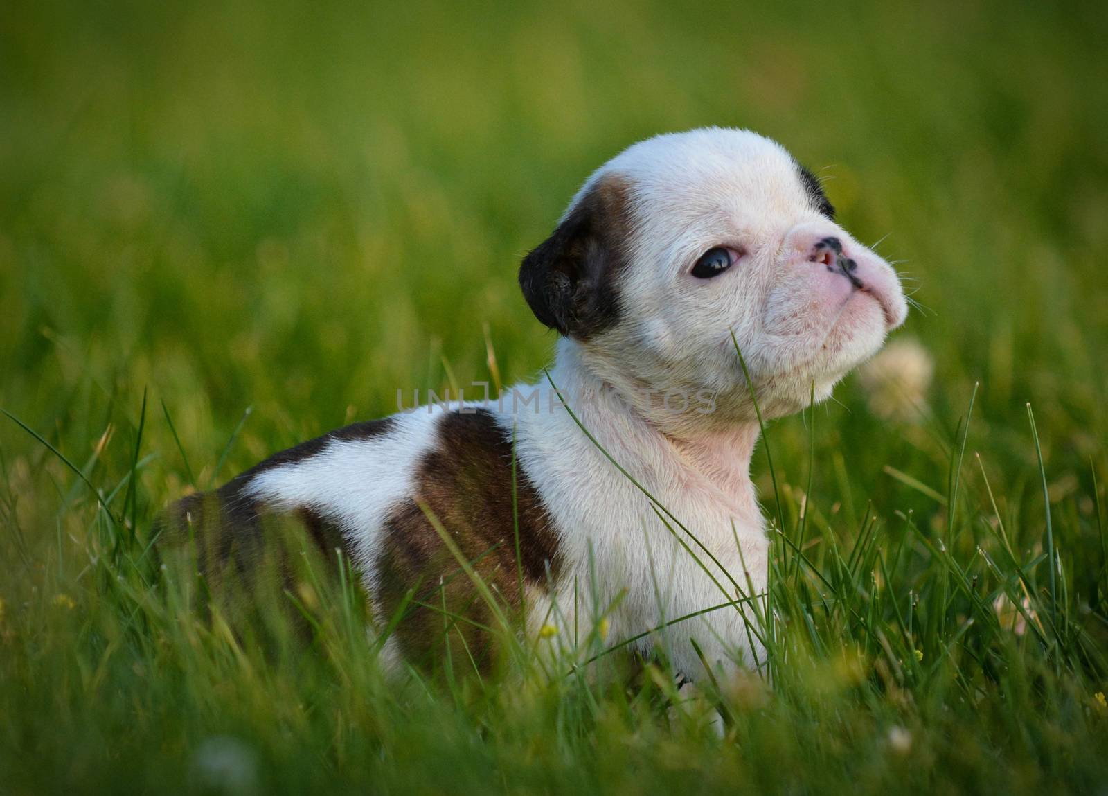 puppy in the grass by willeecole123