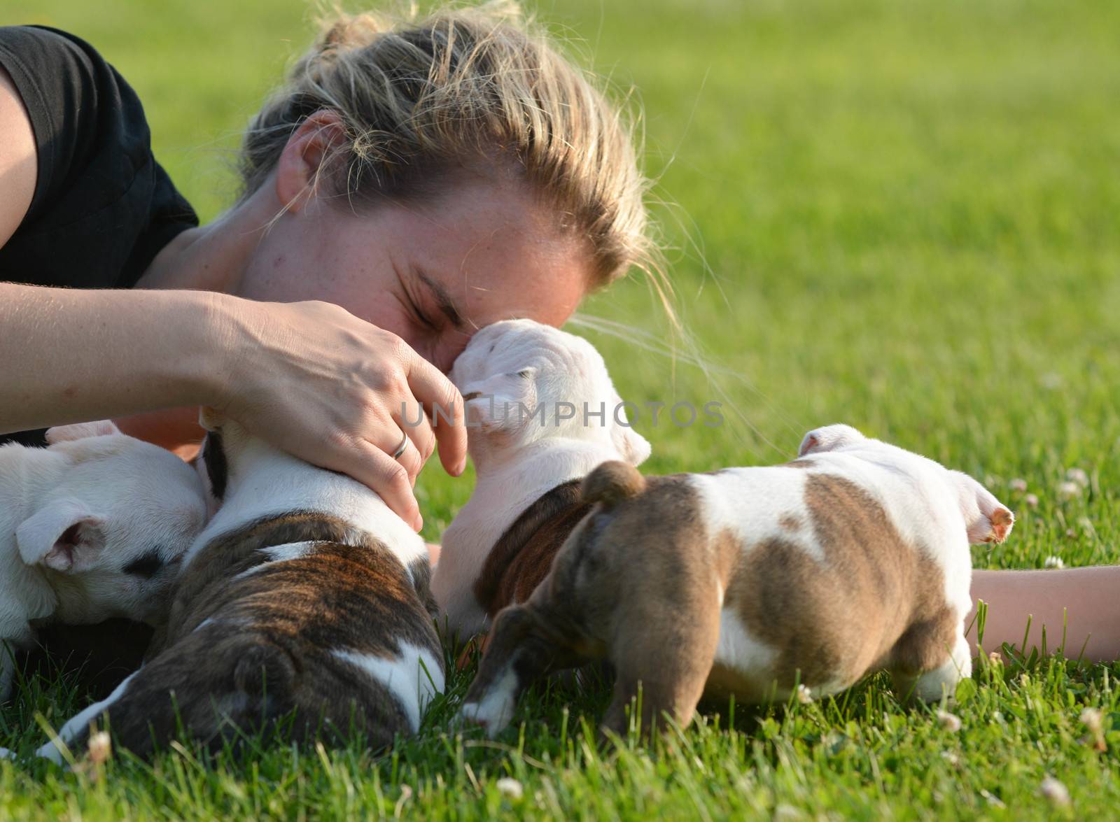 woman laying in the grass playing with litter of bulldog puppies