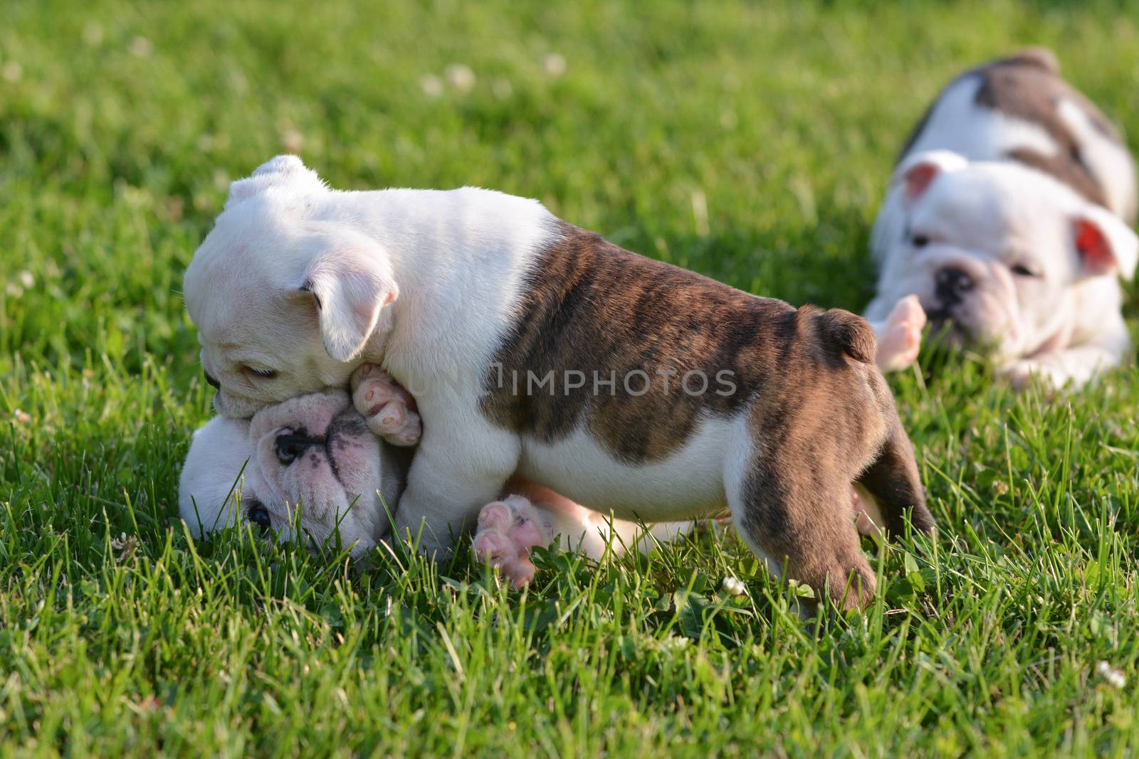puppies playing in the grass - bulldog