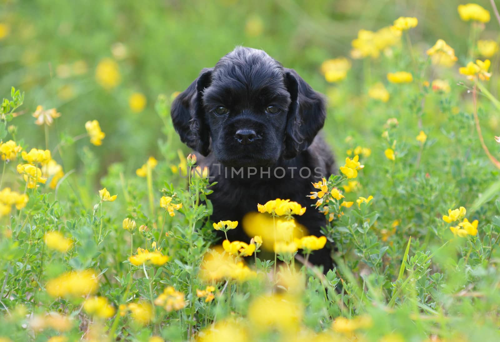 cocker spaniel puppy running in field of yellow flowers - 7 weeks old
