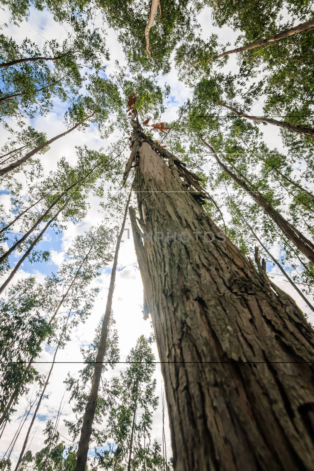 Eucalyptus tree against sky