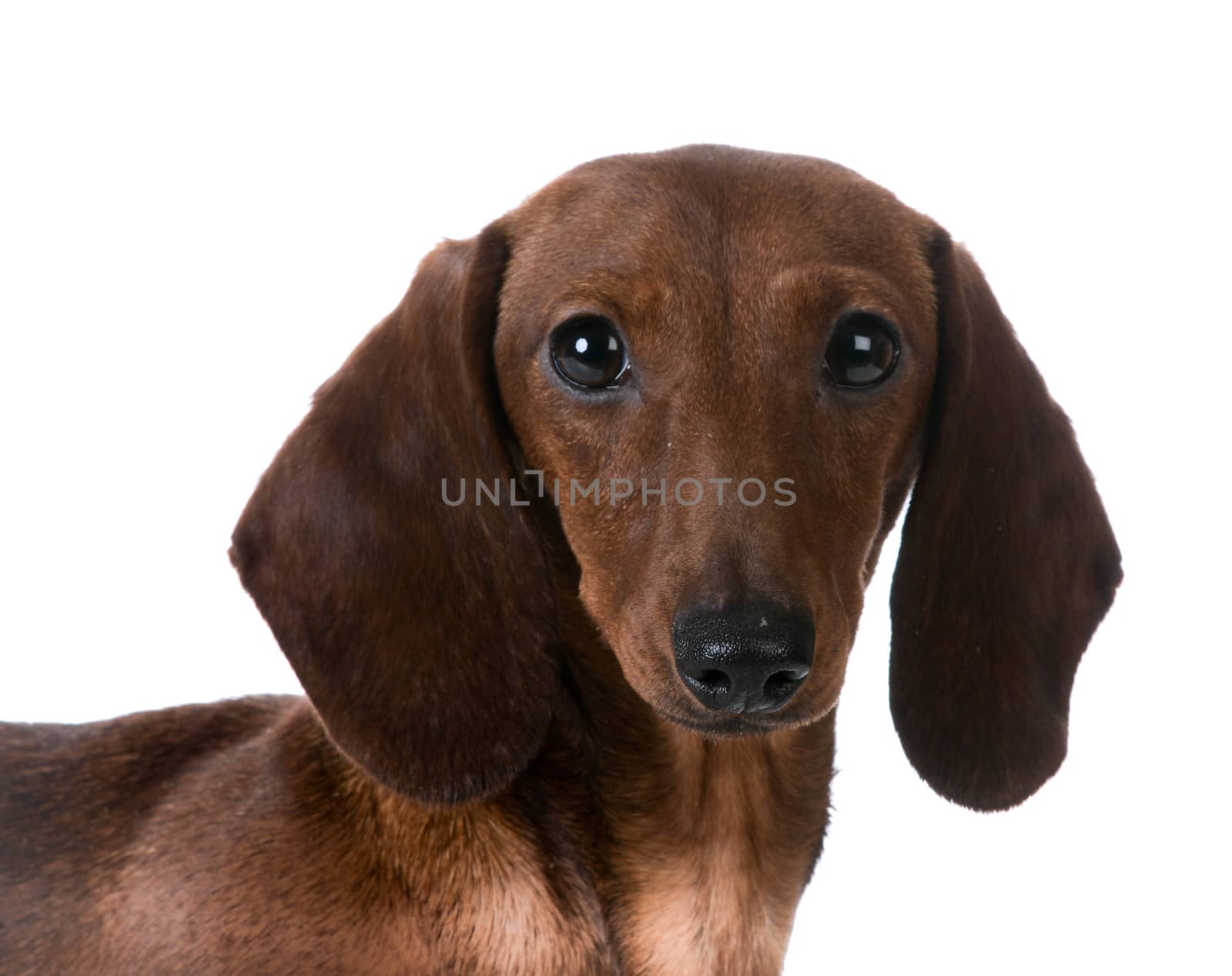 miniature smooth dachshund portrait on white background