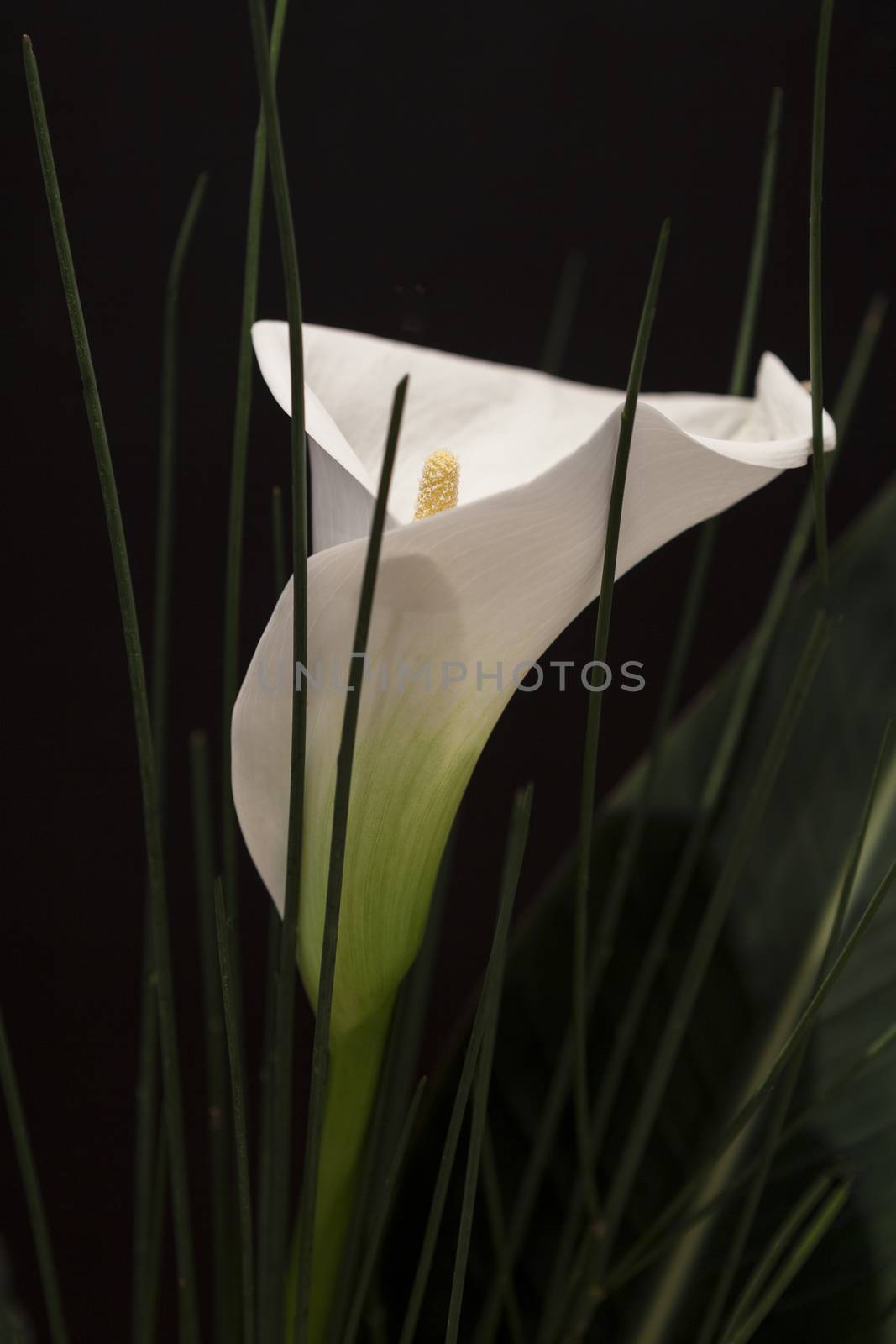 White Calla Lili with gren grass in front of black Background macro Detail